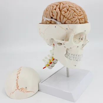 1:1 model lubanje анатомическая model mozga s digitalnim enkodera brojem model vratne kralježnice skleotn